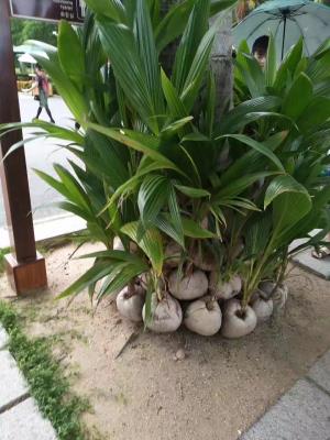 【成都出發(fā)】昆明、大理、蒼山、麗江、雙廊、束河古鎮(zhèn)、西山雙臥8日游
